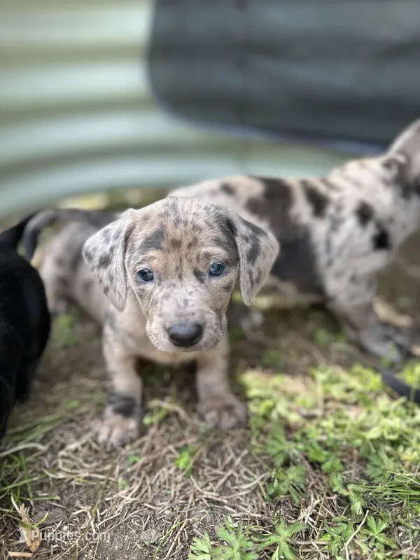 Bean – American Bulldog, Dachshund puppy for sale in Greensboro, NC