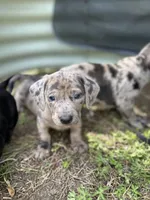 Bean, a male American Bulldog and Dachshund for sale in Greensboro, NC – Photo 1 of 10