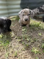 Bean, a male American Bulldog and Dachshund for sale in Greensboro, NC – Photo 5 of 10