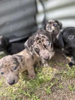 Bean, a male American Bulldog and Dachshund for sale in Greensboro, NC – Photo 3 of 10