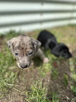 Bean, a male American Bulldog and Dachshund for sale in Greensboro, NC – Photo 2 of 10