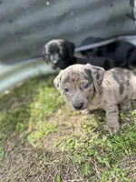 Bean, a male American Bulldog and Dachshund for sale in Greensboro, NC – Photo 4 of 10