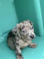 Bean, a male American Bulldog and Dachshund for sale in Greensboro, NC – Photo 9 of 10
