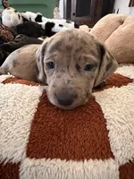 Bean, a male American Bulldog and Dachshund for sale in Greensboro, NC – Photo 7 of 10