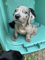 Bean, a male American Bulldog and Dachshund for sale in Greensboro, NC – Photo 10 of 10