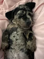 Ophelia , a male American Bulldog and Dachshund for sale in Greensboro, NC – Photo 10 of 10