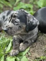 Ophelia , a male American Bulldog and Dachshund for sale in Greensboro, NC – Photo 1 of 10