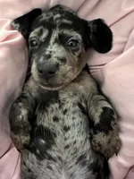 Ophelia , a male American Bulldog and Dachshund for sale in Greensboro, NC – Photo 8 of 10