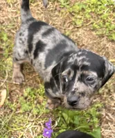 Ophelia , a male American Bulldog and Dachshund for sale in Greensboro, NC – Photo 4 of 10