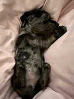 Ophelia , a male American Bulldog and Dachshund for sale in Greensboro, NC – Photo 6 of 10