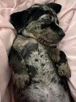 Ophelia , a male American Bulldog and Dachshund for sale in Greensboro, NC – Photo 7 of 10