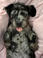 Ophelia , a male American Bulldog and Dachshund for sale in Greensboro, NC – Photo 9 of 10