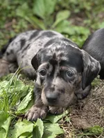 Ophelia , a male American Bulldog and Dachshund for sale in Greensboro, NC – Photo 3 of 10