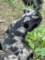 Ophelia , a male American Bulldog and Dachshund for sale in Greensboro, NC – Photo 2 of 10
