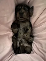 Ophelia , a male American Bulldog and Dachshund for sale in Greensboro, NC – Photo 5 of 10