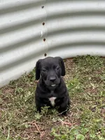 Obyss, a male American Bulldog and Dachshund for sale in Greensboro, NC – Photo 2 of 8