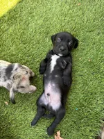 Obyss, a male American Bulldog and Dachshund for sale in Greensboro, NC – Photo 6 of 8