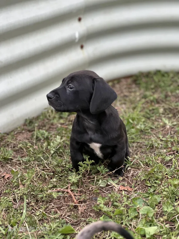Obyss – American Bulldog, Dachshund puppy for sale in Greensboro, NC