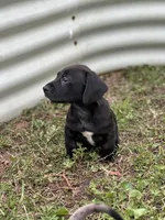 Obyss, a male American Bulldog and Dachshund for sale in Greensboro, NC – Photo 1 of 8