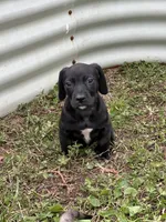 Obyss, a male American Bulldog and Dachshund for sale in Greensboro, NC – Photo 8 of 8