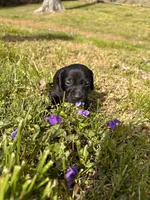 Obyss, a male American Bulldog and Dachshund for sale in Greensboro, NC – Photo 4 of 8