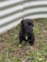 Obyss, a male American Bulldog and Dachshund for sale in Greensboro, NC – Photo 7 of 8