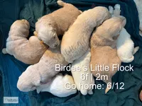 Lemonade, a female Golden Retriever for sale in Argyle, TX – 3 of 3