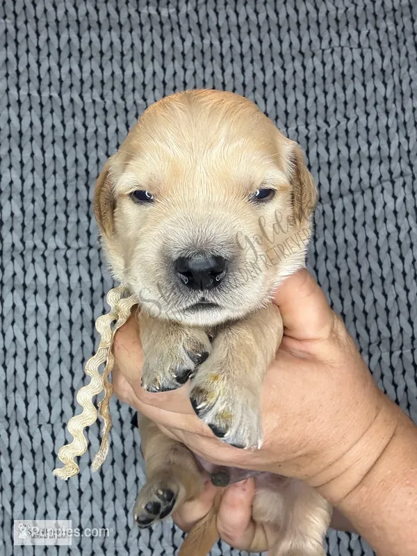 Sputnik – Golden Retriever puppy for sale in Argyle, TX