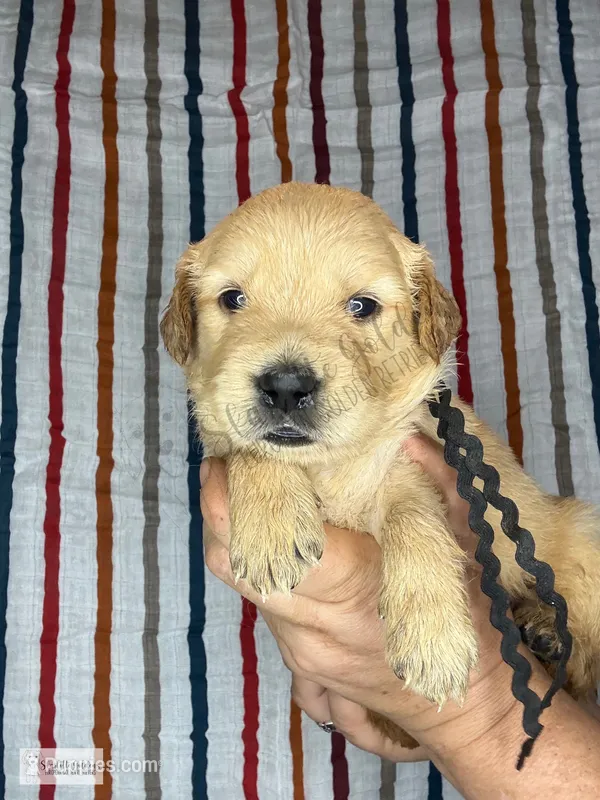 Sundae – Golden Retriever puppy for sale in Argyle, TX