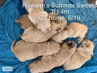 Popsicle, a male Golden Retriever for sale in Argyle, TX – 3 of 3