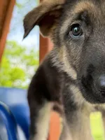 Bear Claw, a male German Shepherd Dog for sale in Argyle, TX – Photo 3 of 7