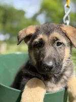 Bear Claw, a male German Shepherd Dog for sale in Argyle, TX – Photo 2 of 7
