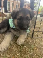 Bear Claw, a male German Shepherd Dog for sale in Argyle, TX – Photo 7 of 7