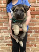 Bear Claw, a male German Shepherd Dog for sale in Argyle, TX – Photo 6 of 7