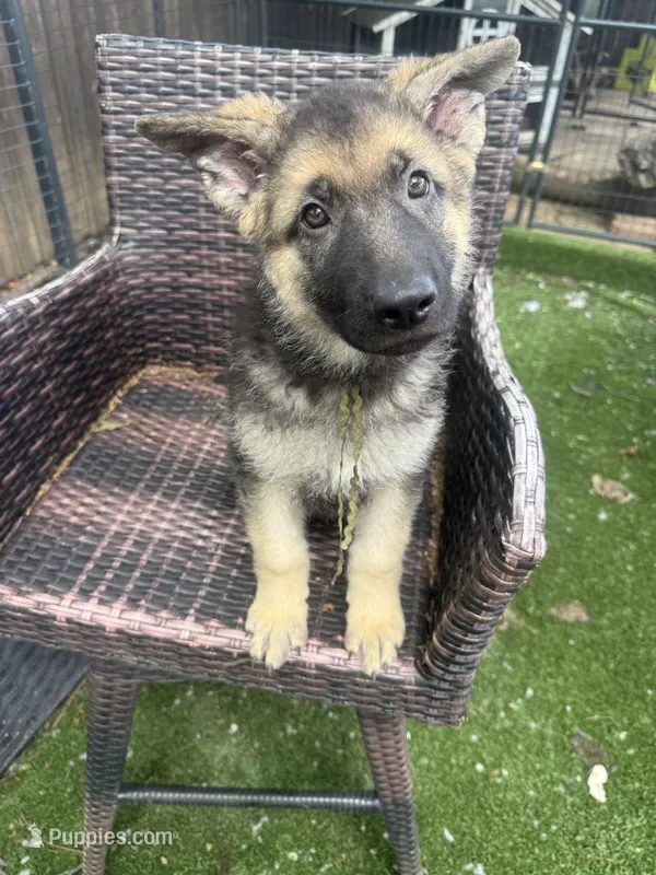 Bear Claw – German Shepherd Dog puppy for sale in Argyle, TX