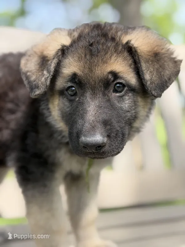 Bear Claw – German Shepherd Dog puppy for sale in Argyle, TX