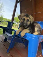 Bear Claw, a male German Shepherd Dog for sale in Argyle, TX – Photo 4 of 7