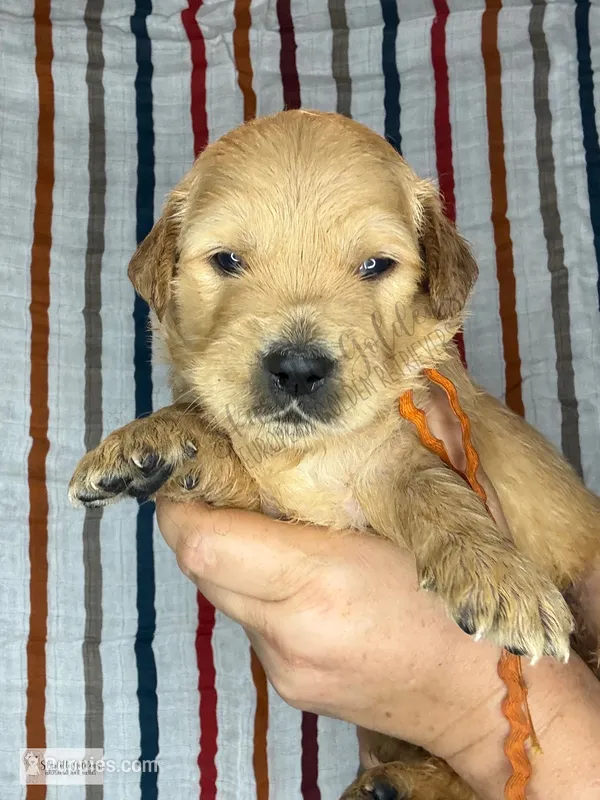 Snow Cone – Golden Retriever puppy for sale in Argyle, TX