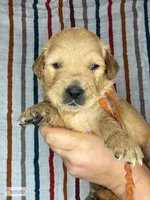 Snow Cone, a female Golden Retriever for sale in Argyle, TX – 1 of 3