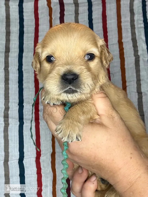 Slushy – Golden Retriever puppy for sale in Argyle, TX