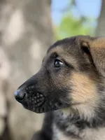 Cinnamon Twist, a female German Shepherd Dog for sale in Argyle, TX – Photo 2 of 7