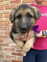 Cinnamon Twist, a female German Shepherd Dog for sale in Argyle, TX – Photo 4 of 7