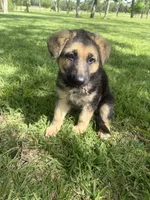Cinnamon Twist, a female German Shepherd Dog for sale in Argyle, TX – Photo 5 of 7