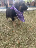 Cinnamon Twist, a female German Shepherd Dog for sale in Argyle, TX – Photo 6 of 7