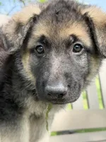 Cinnamon Twist, a female German Shepherd Dog for sale in Argyle, TX – Photo 3 of 7