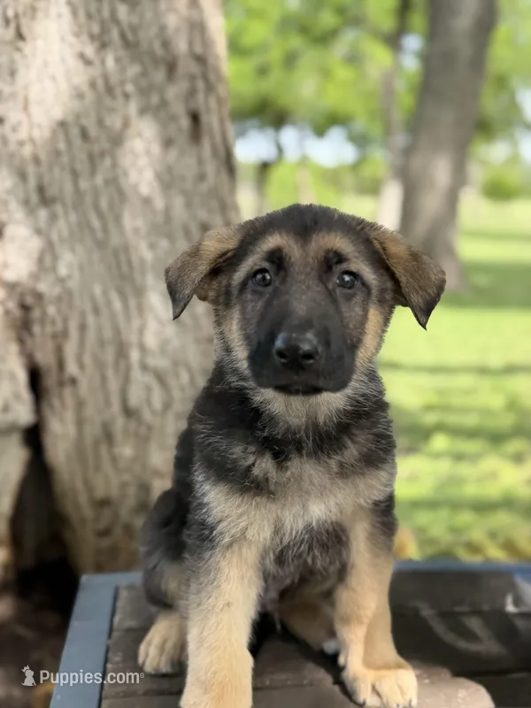 Cinnamon Twist – German Shepherd Dog puppy for sale in Argyle, TX