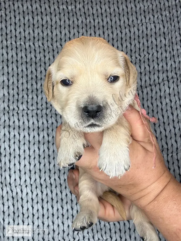 Eclipse – Golden Retriever puppy for sale in Argyle, TX