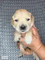 Eclipse, a male Golden Retriever for sale in Argyle, TX – 1 of 3