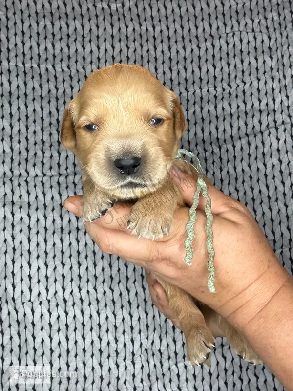Comet – Golden Retriever puppy for sale in Argyle, TX