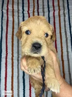 Popsicle, a male Golden Retriever for sale in Argyle, TX – 1 of 3